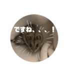 うにすた-日常編1-（個別スタンプ：13）