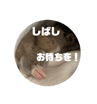 うにすた-日常編1-（個別スタンプ：15）