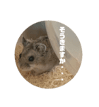 うにすた-日常編1-（個別スタンプ：17）