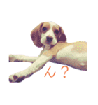 ビーグル/beagle（個別スタンプ：4）