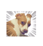 ビーグル/beagle（個別スタンプ：6）