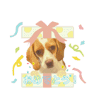 ビーグル/beagle（個別スタンプ：7）