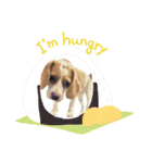 ビーグル/beagle（個別スタンプ：8）