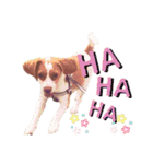 ビーグル/beagle（個別スタンプ：9）