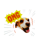 ビーグル/beagle（個別スタンプ：14）