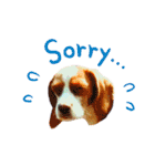 ビーグル/beagle（個別スタンプ：18）