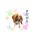 ビーグル/beagle（個別スタンプ：22）