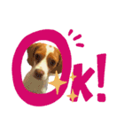 ビーグル/beagle（個別スタンプ：24）