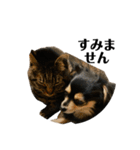 犬と猫とフェレット（個別スタンプ：14）