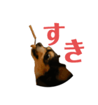 犬と猫とフェレット（個別スタンプ：20）