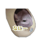 飴家の小動物たち（個別スタンプ：7）