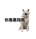 白狗小櫻（施壓）台灣ver.（個別スタンプ：36）