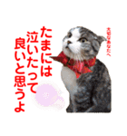 赤いりぼんの可愛い仲間達⑥（個別スタンプ：4）