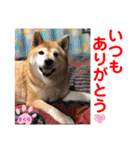 赤いりぼんの可愛い仲間達⑥（個別スタンプ：21）