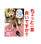 赤いりぼんの可愛い仲間達⑥（個別スタンプ：24）