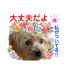 赤いりぼんの可愛い仲間達⑥（個別スタンプ：25）