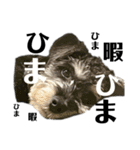 やっぱりシュナが好きッ（個別スタンプ：11）