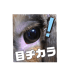 ゆーま公式①（個別スタンプ：5）