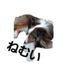 犬Davis（個別スタンプ：1）