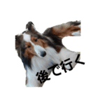 犬Davis（個別スタンプ：2）