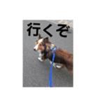 犬Davis（個別スタンプ：3）