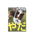 犬Davis（個別スタンプ：5）