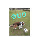 犬Davis（個別スタンプ：6）