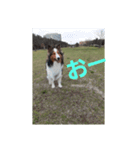 犬Davis（個別スタンプ：8）