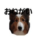 犬Davis（個別スタンプ：9）