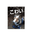 犬Davis（個別スタンプ：10）