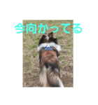 犬Davis（個別スタンプ：11）