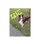 犬Davis（個別スタンプ：13）