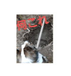犬Davis（個別スタンプ：14）