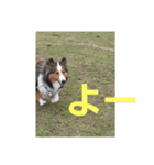 犬Davis（個別スタンプ：15）