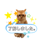 ちゃたとくう（個別スタンプ：6）