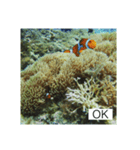 ✴︎Kumanomi✴︎♡Okinawa miyakoisland♡（個別スタンプ：8）