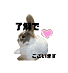 敬語のうさぎさん“momo”ちゃん（個別スタンプ：5）