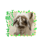 敬語のうさぎさん“momo”ちゃん（個別スタンプ：8）