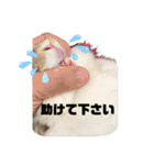 敬語のうさぎさん“momo”ちゃん（個別スタンプ：21）