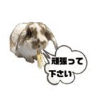 敬語のうさぎさん“momo”ちゃん（個別スタンプ：30）