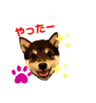 豆柴れいのキュートなスタンプ❤️❤️✨（個別スタンプ：11）