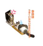 猫のりん3（個別スタンプ：4）