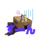 猫のりん3（個別スタンプ：5）