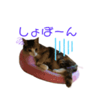 猫のりん3（個別スタンプ：6）