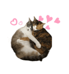 猫のりん3（個別スタンプ：7）