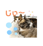 猫のりん3（個別スタンプ：8）