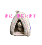 猫のりん3（個別スタンプ：10）
