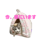猫のりん3（個別スタンプ：11）
