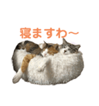 猫のりん3（個別スタンプ：12）
