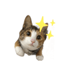 猫のりん3（個別スタンプ：13）